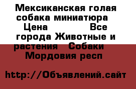 Мексиканская голая собака миниатюра › Цена ­ 53 000 - Все города Животные и растения » Собаки   . Мордовия респ.